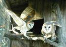 owls.jpg